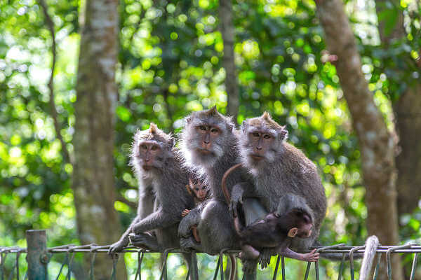 Ubud Monkey Forest - Affenwald in Ubud