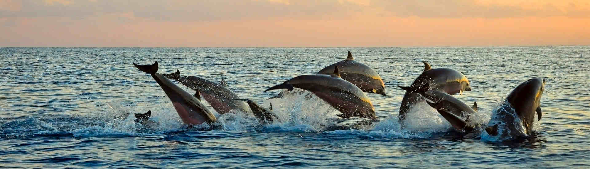 Lovina Beach auf Bali – Unvergessliche Begegnung mit Delfinen bei Sonnenaufgang mit AsiaGo