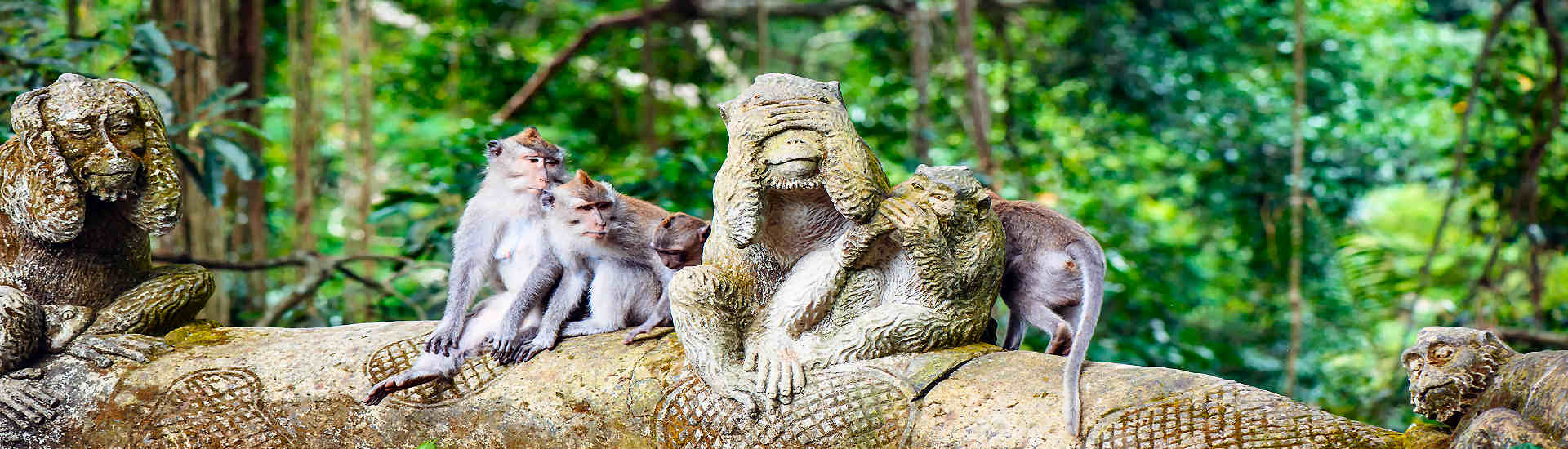 Monkey Forest auf Bali – Heilige Tempelanlage mit frei lebenden Affen mit AsiaGo