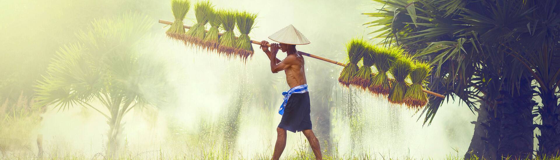 Ein Reisbauer arbeitet auf einem Feld in Indonesien während der besten Reisezeit.