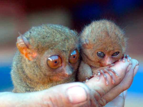 Koboldmakis im Nationalpark Gunung Palung in West Kalimantan