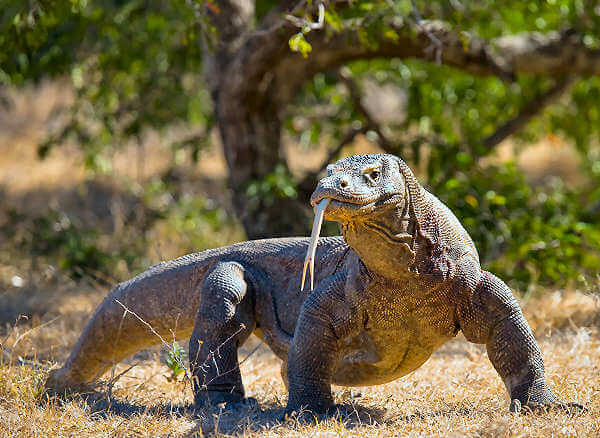 Die Komodowarane oder Komododrachen findet man auf den indonesischen Inseln Inseln Flores, Komodo und Rinca