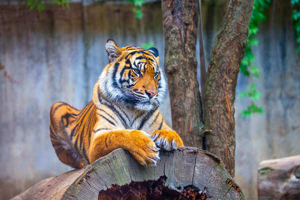 Der Bali-Tiger war ein Opfer des Kolonialismus