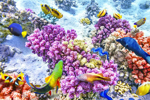 Der Bunaken Marine Nationalpark liegt vor Manado im Nord-Osten von Sulawesi