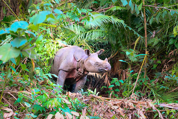 Das Sumatra Nashorn lebt auf den Insel Sumatra und Borneo