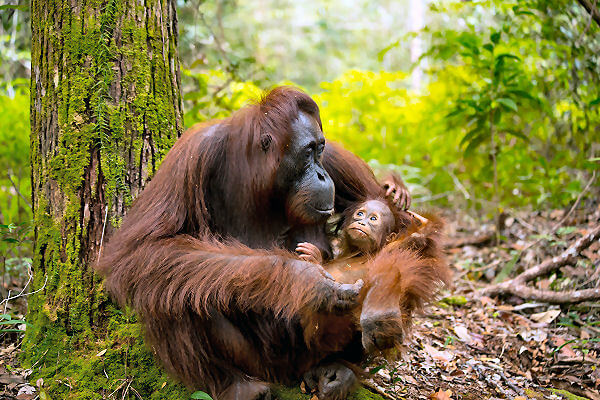 Auf der Suche nach einem unvergesslichen Abenteuer? Dann komm mit auf die Indonesien Rundreise und erlebe die Orang-Utans in Sumatra hautnah!