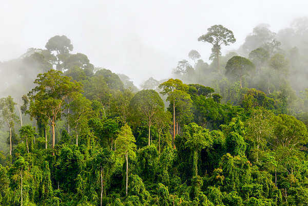 Nationalpark Kayan Mentarang in der indonesischen Provinz Kalimantan Timur, südlich der malaysischen Grenze