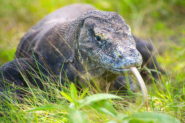 Komodowarane mit AsiaGo-Reisen auf Komodo entdecken