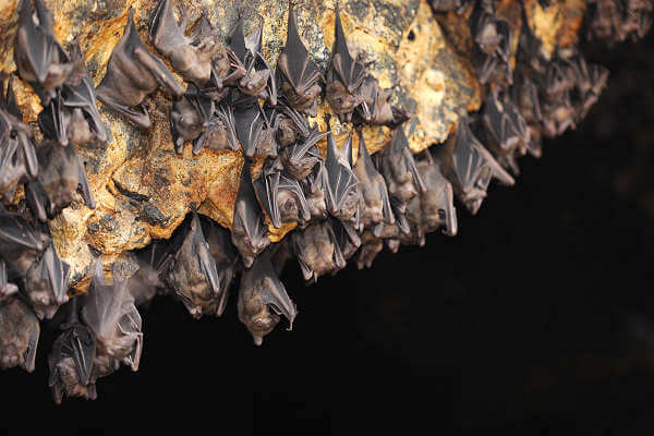 Im Nationalpark Gunung Mulu auf Borneo gibt es die Deer Cave - Die Fledermaushöhle
