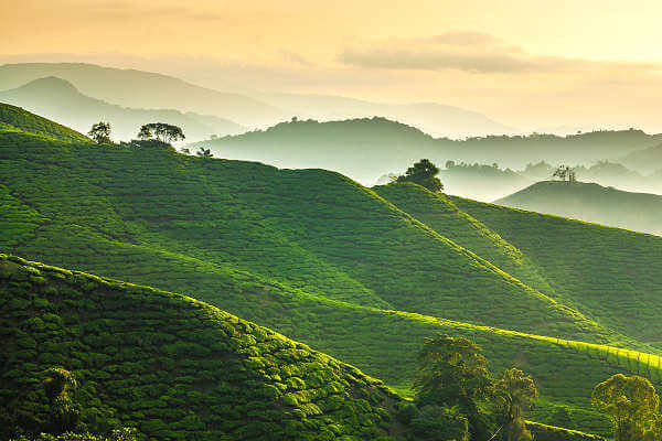 Cameron Highlands im Hochland von Malaysia liegen etwa 300 km nördlich von Kuala Lumpur