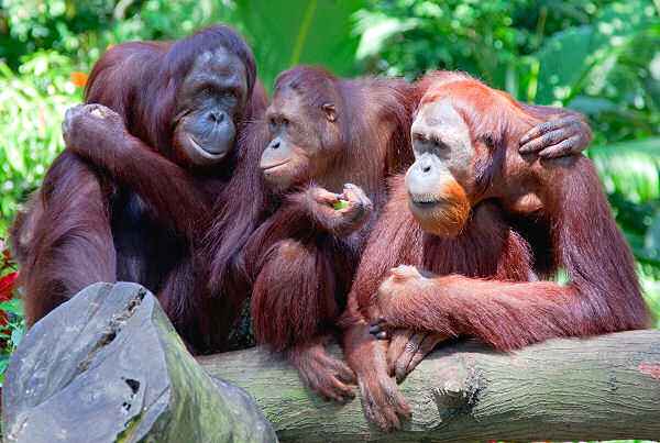 Besuchen Sie in Borneo, dem malaysischen Teil die Orang Utans