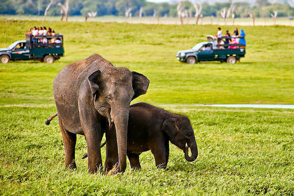 Kaudulla National Park Sri Lanka Der Kaudulla Nationalpark in Sri Lanka mit Herden von Elefanten