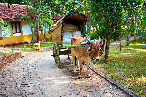 Trincomalee ist Hauptstadt der Ostprovinz und liegt an der Küste des Indischen Ozeans