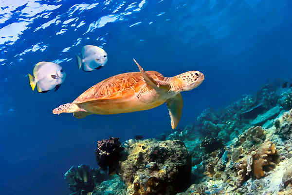 Taucher und Schnorchler erkunden die farbenfrohe Unterwasserwelt in der Nähe von Koh Mook, Thailand