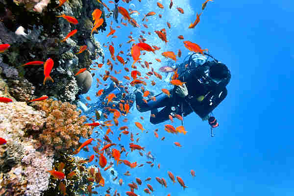 Ein Taucher erkundet die Unterwasserwelt vor Koh Tao