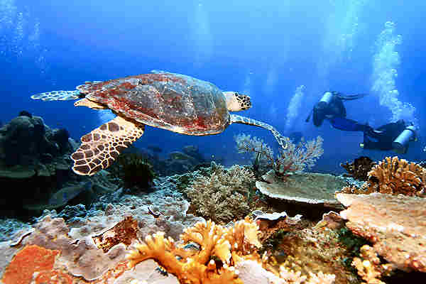 Begegnung mit Schildkröten auf Koh Tao Schildkröte am Meeresgrund vor Koh Tao