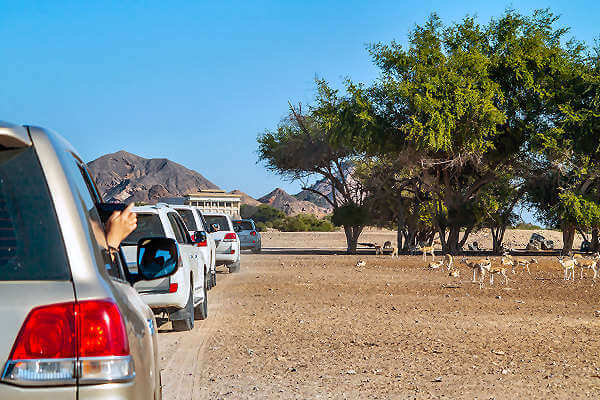 Sir Bani Yas ist eine Insel südwestlich von Abu Dhabi