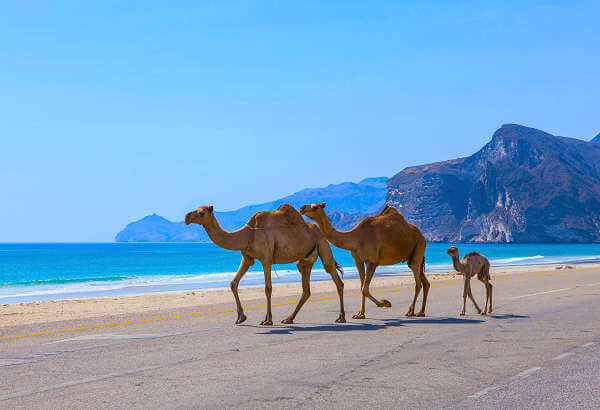 Die Stadt Salala mit Ihren Traumstränden im Oman Salala ist die Hauptstadt der Provinz Dhofar im Oman