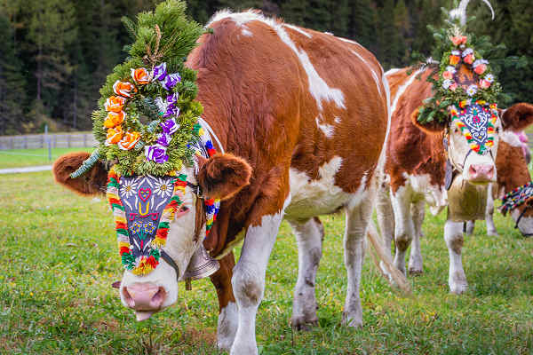 Österreich Urlaub: Traditioneller Almabtrieb in den Alpen erleben Bunte Kühe beim Almabtrieb in den Alpen während eines Österreich-Urlaubs