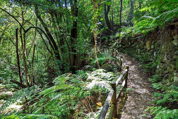 La Palma Urlaub im Los Tilos Lorbeerwald – Wandern durch das UNESCO-Biosphärenreservat La Palma Urlaub – Los Tilos Lorbeerwald, dichte Wälder und Wasserfälle