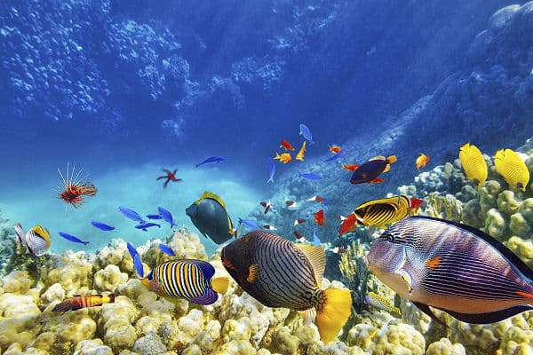 Indischer Ozean Urlaub: Mayotte – Ihr unentdecktes Tauchparadies Mayotte im Indischen Ozean – Traumhafte Lagune und Tauchparadies mit Korallenriffen