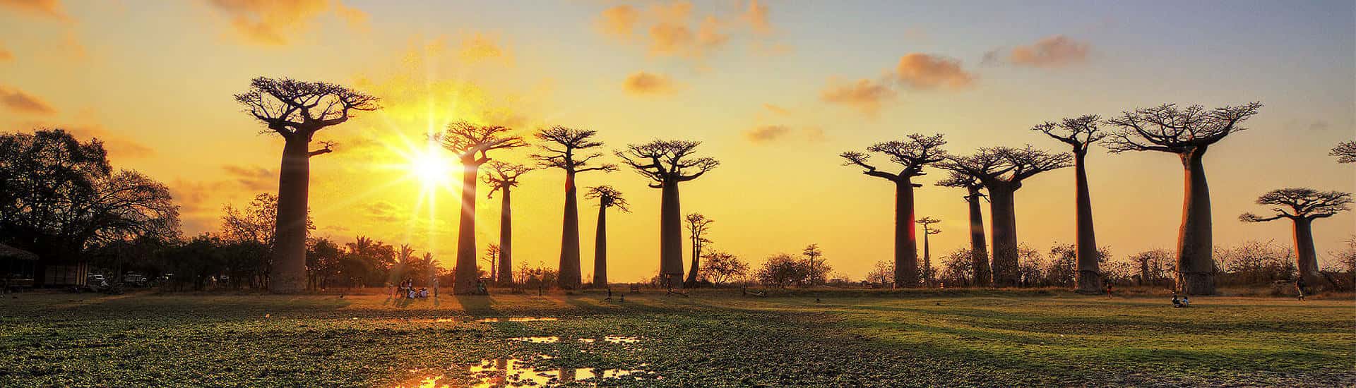 Madagaskar Reisen & Rundreise buchen – Entdecken Sie die beeindruckende Baobab-Allee Madagaskar Reisen buchen: Traumhafte Natur und einzigartige Erlebnisse