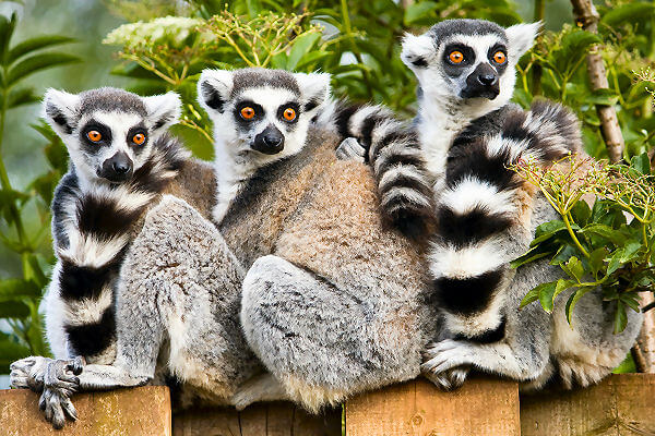 Der Nationalpark Masoala befindet sich auf der Halbinsel Masoala im Nordosten von Madagaskar