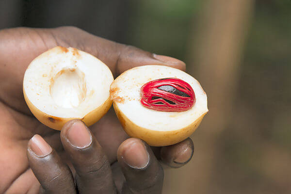 Nicht weit von Stone Town entfernt, liegt in Kidimni die Jambo Spice Farm