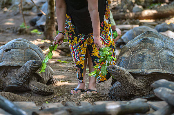 Mnemba Island endlos lange weiße Sandstrände, ein sehr großes Korrallenriff und Riesenschildkröten