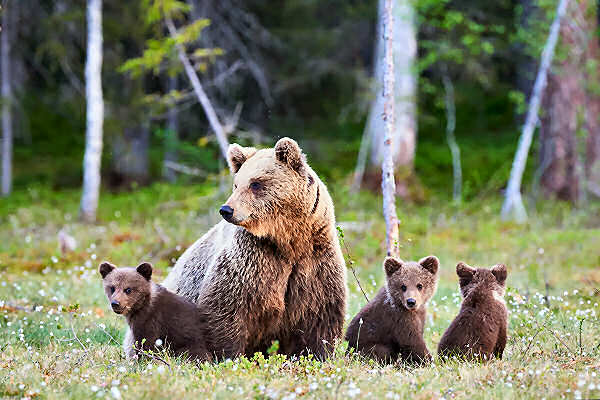 Bären in der Wildnis Kanadas