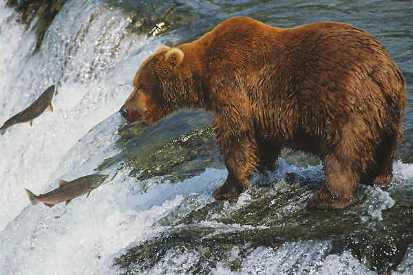 Rundreisen durch Kanada – Bären, Wälder und atemberaubende Landschaften.