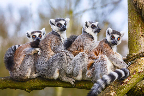 Mehrere Lemuren auf einem Baum in natürlicher Umgebung auf Madagaskar