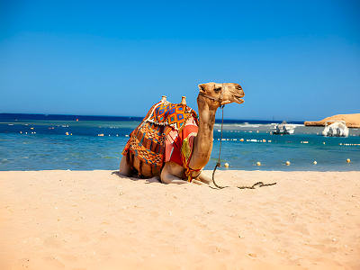 Kamel am Strand – orientalisches Reiseziel im Nahen Osten mit AsiaGo